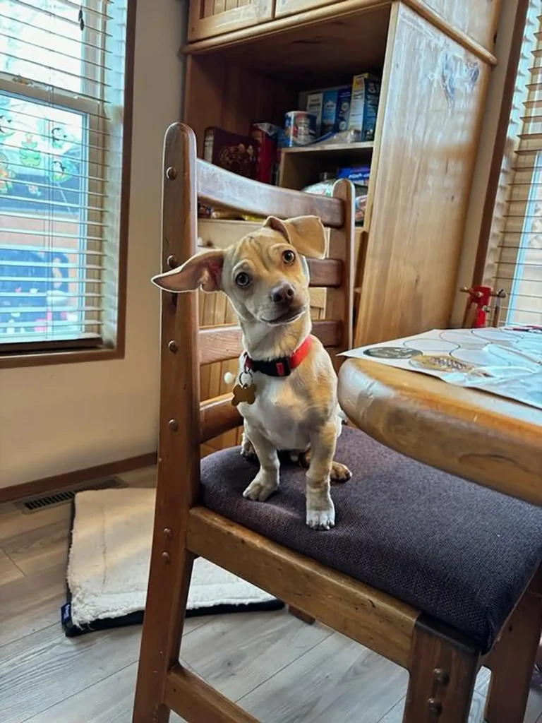 Otis, a small yellow dog, sitting on a chair.