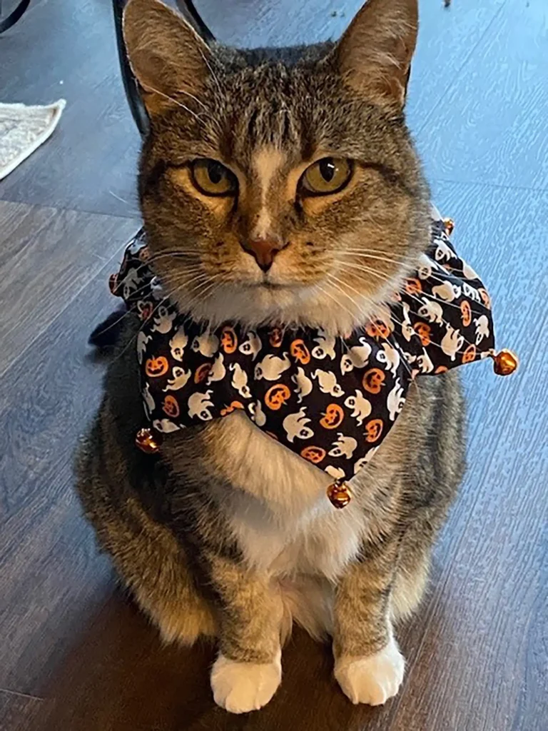 Toast, a cat, wearing a halloween bandana.