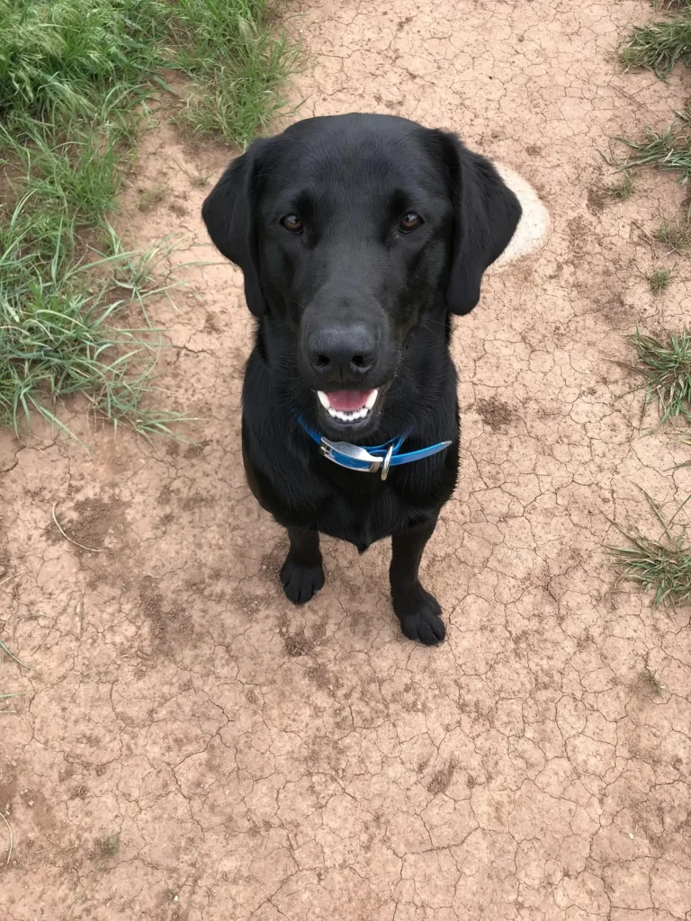 Hobbes, a black lab, sitting on a patch of dirt.