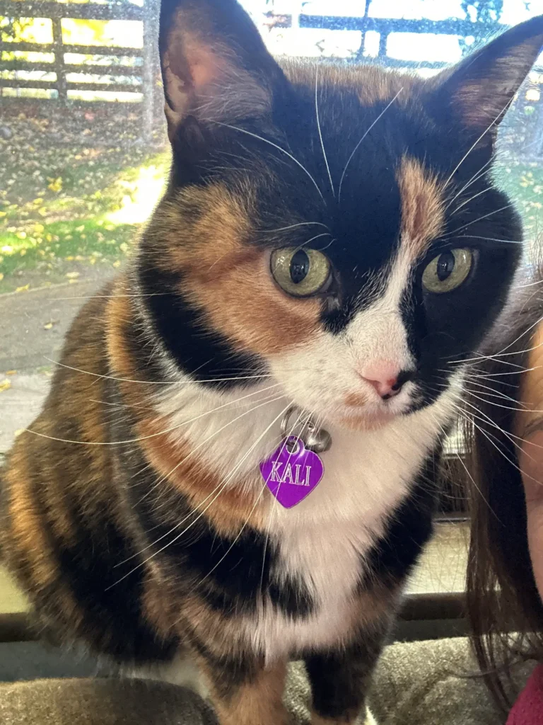 Kali, a calico cat with green eyes.