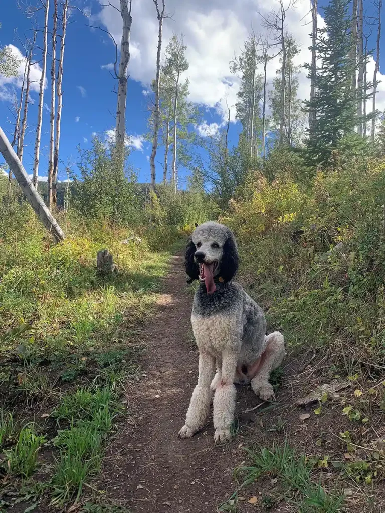 Zuku, a poodle, standing near aspen trees.