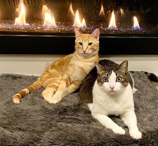 An orange cat and a shorthair tabby cat sit on a blanket in front of a lit fireplace