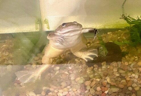 A pet frog in a water tank with pebbles and decorative plants at the bottom