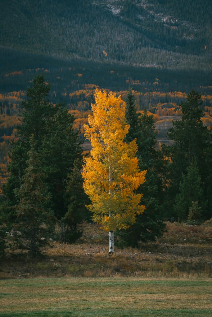 A tall aspen tree with leaves of changing colors in the middle of many pine trees