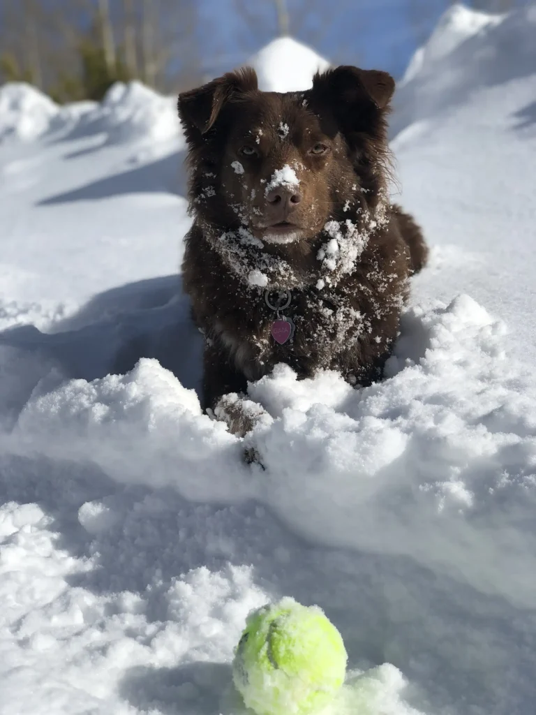 Gaia, a fluffy brown dog, playing with a tennis ball in the snow.
